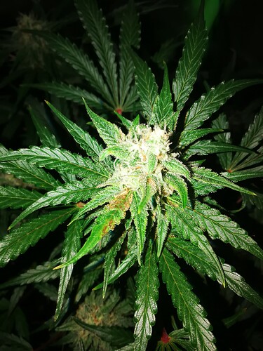 zotzel tag 66 f
