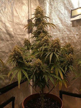 Growreport Bild 28