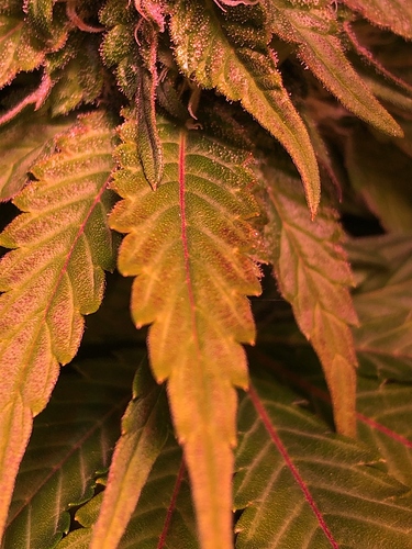 Growreport Bild 11