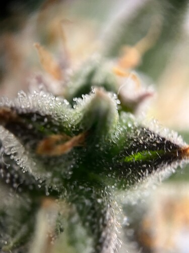 Growreport Bild 19