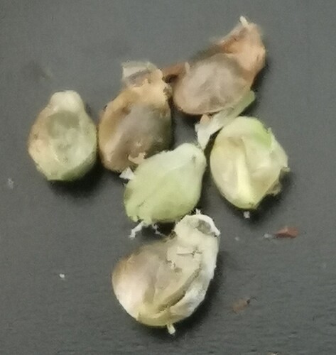 Growreport Bild 63
