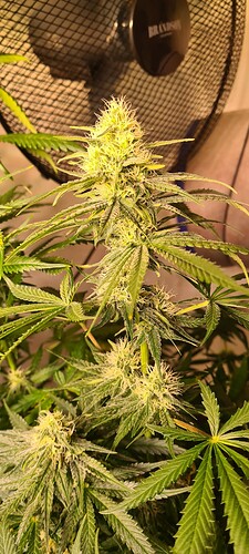 Growreport Bild 15