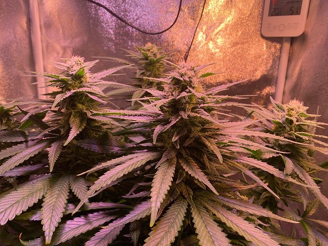 Growreport Bild 8