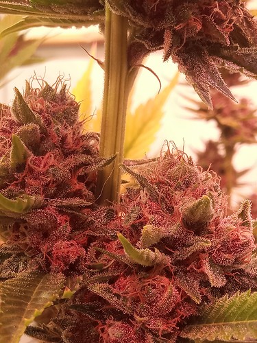 Growreport Bild 6