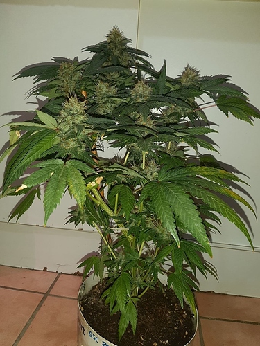 Growreport Bild 4