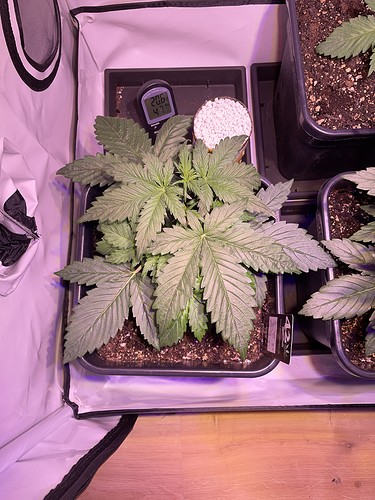 Growreport Bild 2