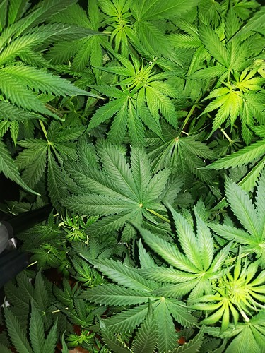 Growreport Bild 23