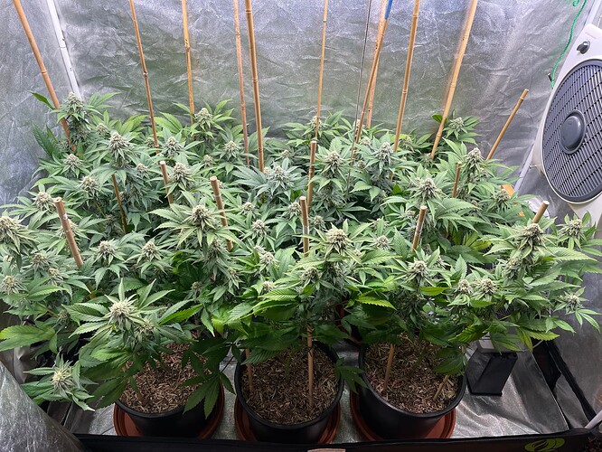 Growreport Bild 1