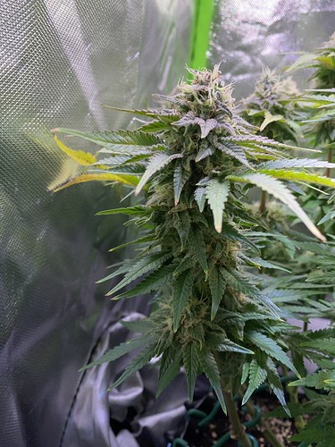 Growreport Bild 6