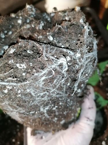 Growreport Bild 10
