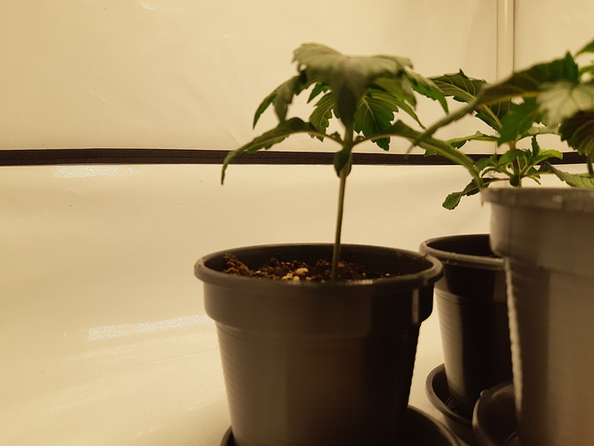 Growreport Bild 5