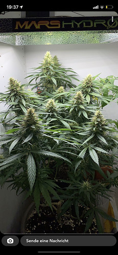 Growreport Bild 4
