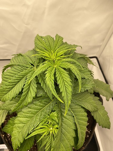 Growreport Bild 7
