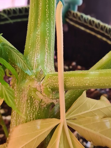 Growreport Bild 12
