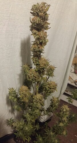 Growreport Bild 5