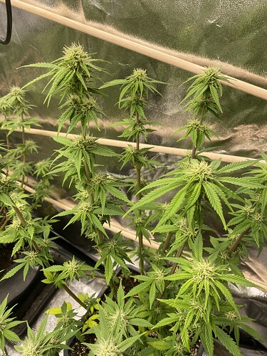 Growreport Bild 6