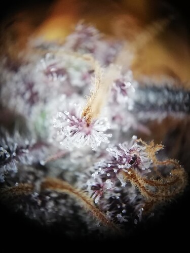 Mimosa_240122-6