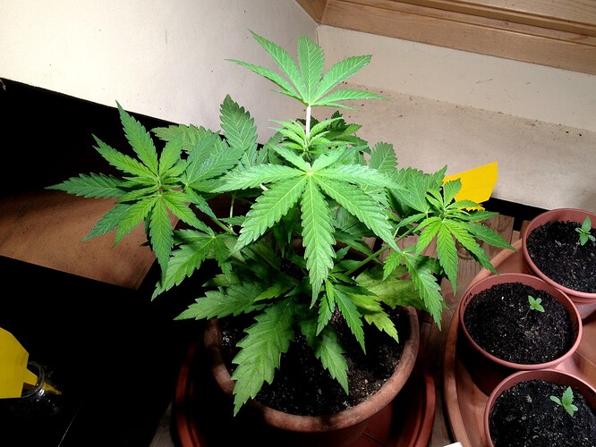 035_TopDay1_02