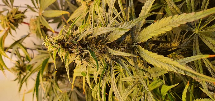 Growreport Bild 7