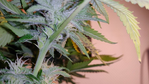 Growreport Bild 15