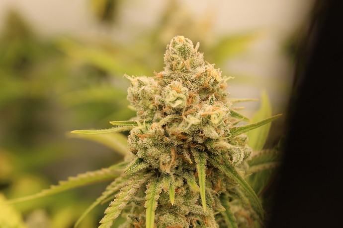 Growreport Bild 7