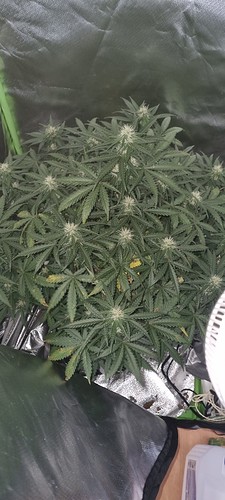 Growreport Bild 38