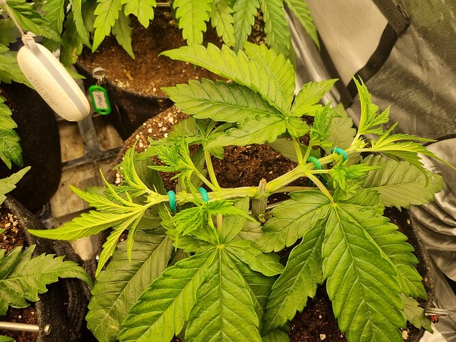 Growreport Bild 39
