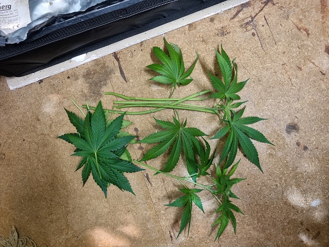 Growreport Bild 16