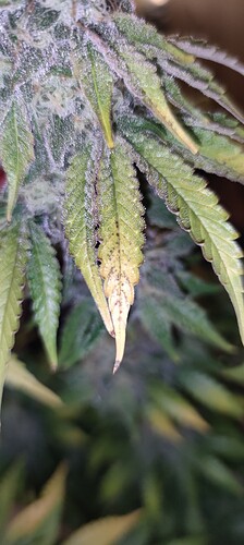 Growreport Bild 7
