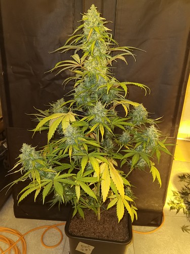 Growreport Bild 1