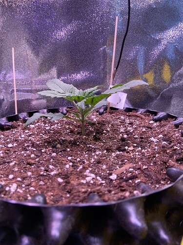 Growreport Bild 4