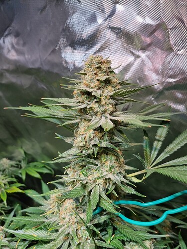 Growreport Bild 12