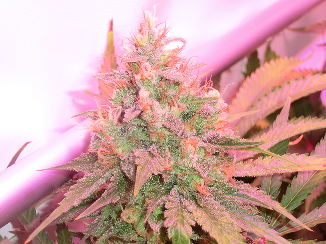 Growreport Bild 15