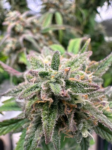 Growreport Bild 21