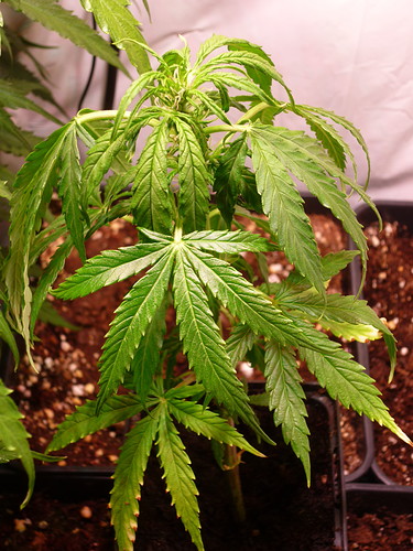 Growreport Bild 2