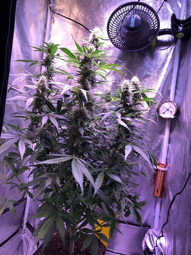 Growreport Bild 9
