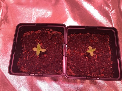 Growreport Bild 6
