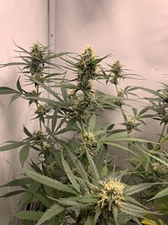 Growreport Bild 9