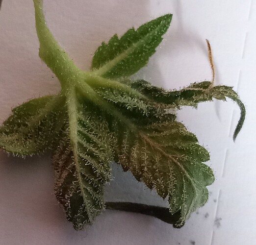 Growreport Bild 48