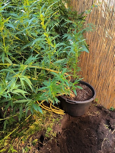 Growreport Bild 4