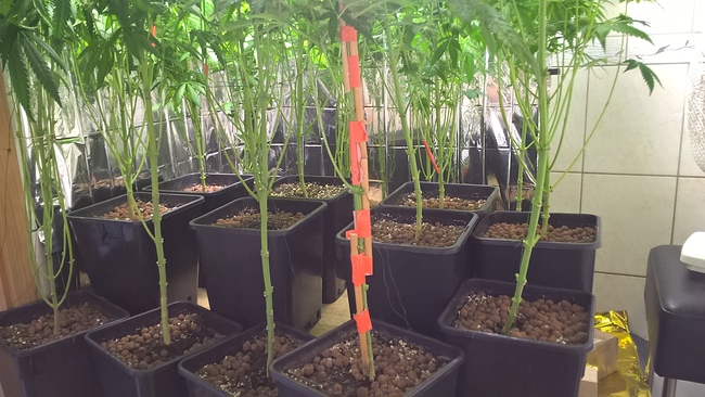Growreport Bild 12