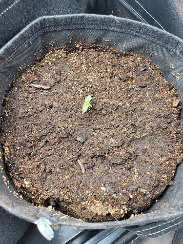 Growreport Bild 2
