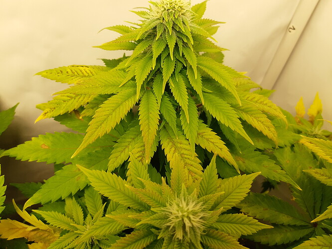 Growreport Bild 4