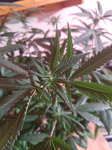 Growreport Bild 15