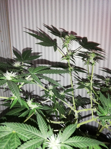 Growreport Bild 4