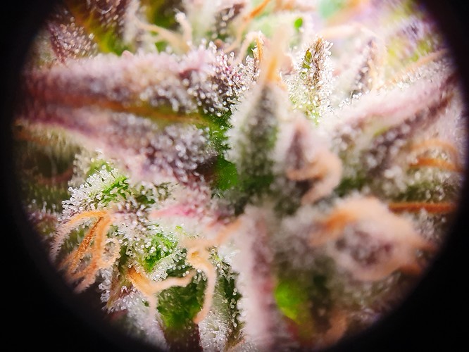 Growreport Bild 7