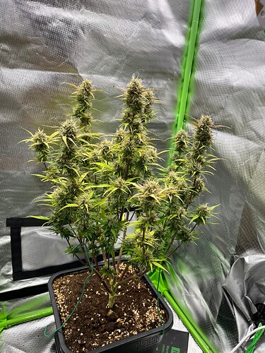 Growreport Bild 12