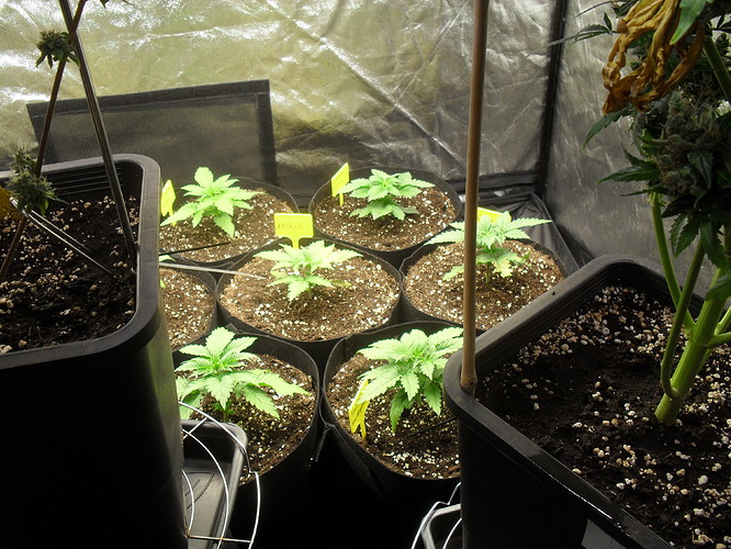 Growreport Bild 2