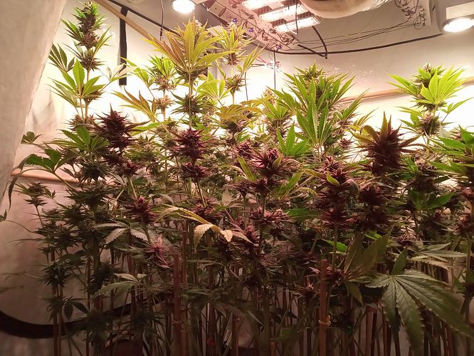 Growreport Bild 85