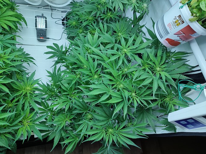 Growreport Bild 47